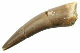 Fossil Plesiosaur (Zarafasaura) Tooth - Morocco #249571-1